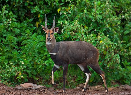 A male bushbuck in a forest glade of the Aberdare Mountains. Stock Photo - Rights-Managed, Code: 862-05998359