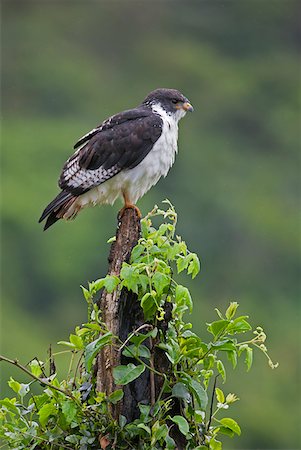 simsearch:862-07910204,k - An Augur Buzzard in the Aberdare National Park. Stock Photo - Rights-Managed, Code: 862-05998365
