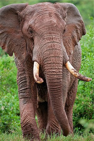 An African bull elephant leaving a forest glade of the Aberdare Mountains having dug for salt in the red forest soil with its tusks. Stock Photo - Rights-Managed, Code: 862-05998360