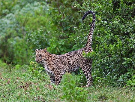 simsearch:862-03807710,k - Un léopard mâle marque son territoire dans le Parc National d'Aberdare. Photographie de stock - Rights-Managed, Code: 862-05998361