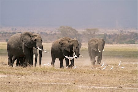 Elefanten und Rinder Reiherfedern in Trockenrasen der Amboseli Nationalpark, Kenia. Stockbilder - Lizenzpflichtiges, Bildnummer: 862-05998378