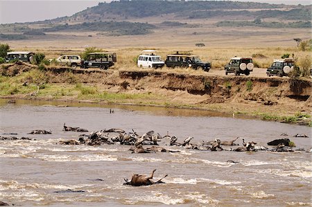 Safari vehicles lined up at a Mara River crossing to witness the Great Migration, Masai Mara, Kenya. Several drowned wildebeest can be seen in the forground   victims from earlier crossings. Stock Photo - Rights-Managed, Code: 862-05998388