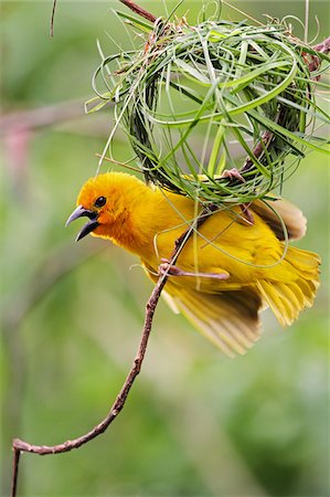 Eastern golden weaver (male) displaying beneath its half-built nest of grass stems, Diani Beach Kenya. Foto de stock - Con derechos protegidos, Código: 862-05998383