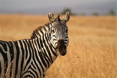 Zèbre des plaines vigilant dans le Masai Mara National Reserve, Kenya. Photographie de stock - Rights-Managed, Code: 862-05998396