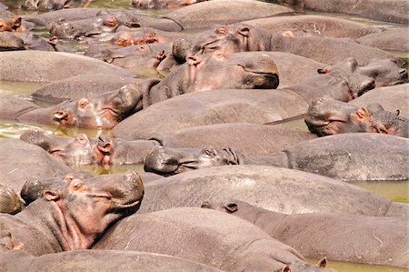sleep group - Pod of hippos dozing in the Mara River, Kenya. Stock Photo - Rights-Managed, Code: 862-05998397