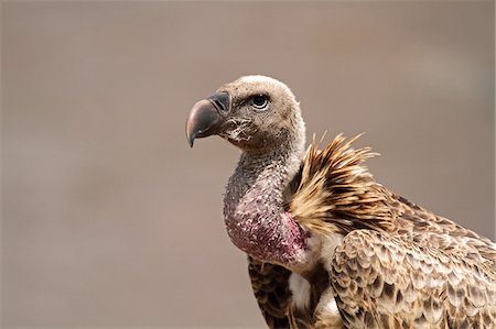 scavenger - Vautour, réserve nationale de Masai Mara, Kenya. Photographie de stock - Rights-Managed, Code: 862-05998390