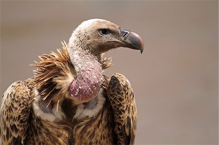 Vautour, réserve nationale de Masai Mara, Kenya. Photographie de stock - Rights-Managed, Code: 862-05998391