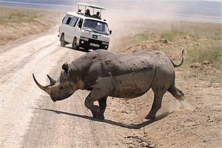 rhinoceros - Safari minibus gives way to black rhinoceros, Lake Nakuru National Park, Kenya. Stock Photo - Rights-Managed, Code: 862-05998406