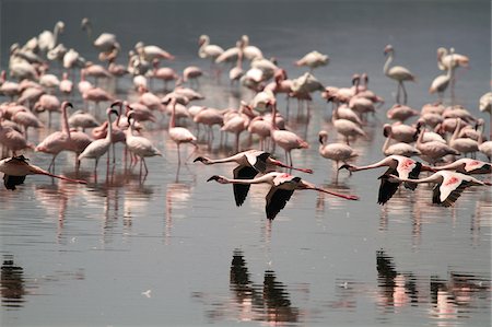 Lesser flamingos at Lake Nakuru, Kenya. Stock Photo - Rights-Managed, Code: 862-05998403