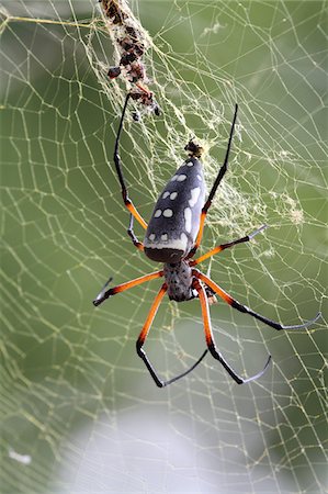 Black-legged golden orb spider on web, Tsavo East National Park, Kenya, Africa. Foto de stock - Direito Controlado, Número: 862-05998410