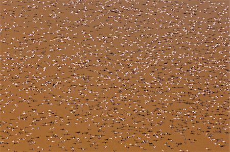 simsearch:862-03366693,k - Large flocks of lesser flamingos feed on algae  in the shallow alkaline waters of Lake Logipi, in the Suguta Valley. Foto de stock - Con derechos protegidos, Código: 862-05998444