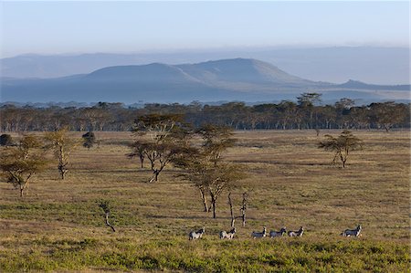 Common zebras in the early morning at Lake Nakuru National Park. Yellow-barked acacia trees are a feature of the vegetation of this park. Foto de stock - Con derechos protegidos, Código: 862-05998473