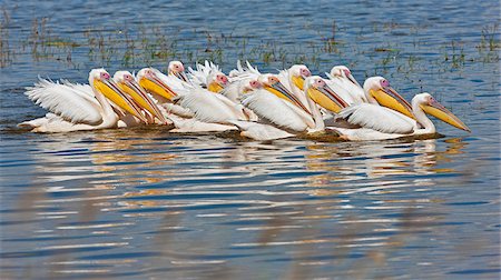 Grand groupe de pélicans blancs ensemble en petits groupes pour pêcher dans le lac Nakuru. Photographie de stock - Rights-Managed, Code: 862-05998485