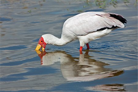 simsearch:862-08090855,k - A Yellow-billed Stork fishing in Lake Nakuru. Fotografie stock - Rights-Managed, Codice: 862-05998486