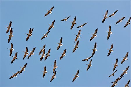 pelican - A flock of Great White Pelicans soar effortlessly on a thermal over Lake Nakuru. Stock Photo - Rights-Managed, Code: 862-05998482