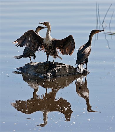 simsearch:862-08090855,k - Long-tailed Cormorants in Lake Nakuru National Park. Fotografie stock - Rights-Managed, Codice: 862-05998494