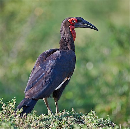 A Southern Ground Hornbill. Stock Photo - Rights-Managed, Code: 862-05998528