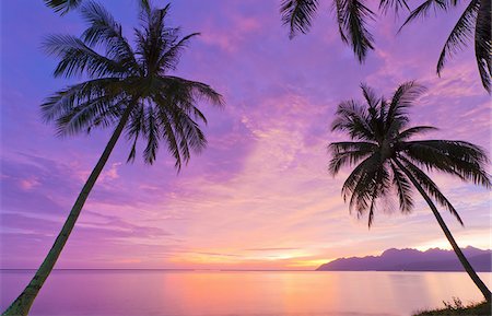 Malaysia, Langkawi, Palm trees at dusk Stock Photo - Rights-Managed, Code: 862-05998553