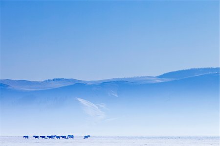 Mongolia, Ovorkhangai, Orkkhon Valley. Horses in the winter landscape. Stock Photo - Rights-Managed, Code: 862-05998644