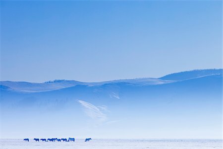Mongolie, Övörkhangaï, Orkkhon vallée. Chevaux dans le paysage d'hiver. Photographie de stock - Rights-Managed, Code: 862-05998644
