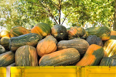 simsearch:862-05998856,k - Pumpkins market. Alpiarca, Portugal Stock Photo - Rights-Managed, Code: 862-05998841