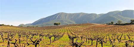 Vineyards in the Arrabida Natural Park. Portugal Stock Photo - Rights-Managed, Code: 862-05998925