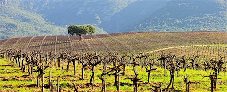 portuguese farm - Vineyards in the Arrabida Natural Park. Portugal Stock Photo - Rights-Managed, Code: 862-05998926