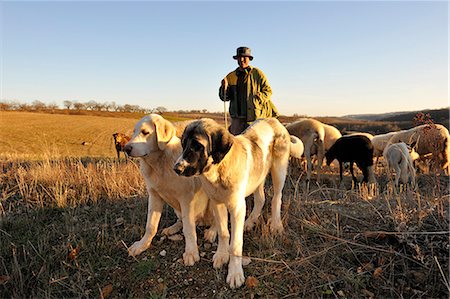 portugal - A shepherd in Tras os Montes. Portugal Stock Photo - Rights-Managed, Code: 862-05998945