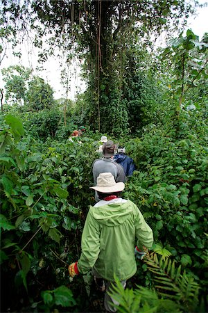 parc national des volcans - Trekking in Volcanoes National Park, Rwanda, in search of mountain gorillas. Stock Photo - Rights-Managed, Code: 862-05999047