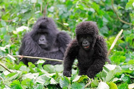 Gorille de montagne jeune surveillée par sa mère, groupe Dridou, Mt Gahinga, Parc National des volcans, Rwanda. Photographie de stock - Rights-Managed, Code: 862-05999058