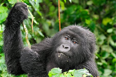 simsearch:6118-07440448,k - Adult mountain gorilla holding onto vine, Kwitonda Group, Mt Gahinga, Volcanoes National park, Rwanda. Foto de stock - Con derechos protegidos, Código: 862-05999059