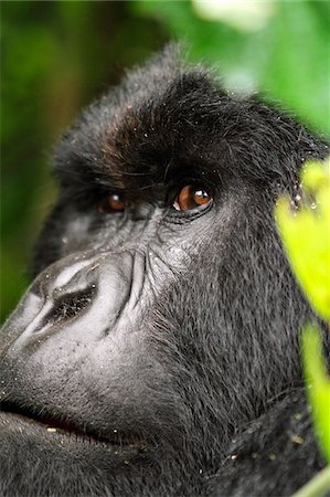 Silverback gorilla de montagne, groupe Dridou, Mt Gahinga, Parc National des volcans, Rwanda. Photographie de stock - Rights-Managed, Code: 862-05999051
