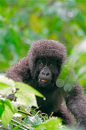 simsearch:862-05999049,k - Gorille de montagne jeune curieusement approchant la caméra, groupe Dridou, Mt Gahinga, Parc National des volcans, Rwanda. Photographie de stock - Rights-Managed, Code: 862-05999052
