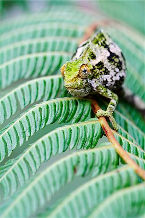 simsearch:862-03711632,k - Virunga chameleon on a fern, Volcanoes National Park, Rwanda. Stock Photo - Rights-Managed, Code: 862-05999062