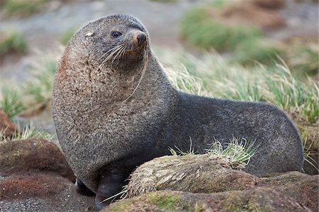 A fur seal in tussock grass at Right Whale Bay near the northeast tip of South Georgia.  The concentrations of fur seals on South Georgia are the densest of any marine mammal in the world. Fotografie stock - Rights-Managed, Codice: 862-05999075