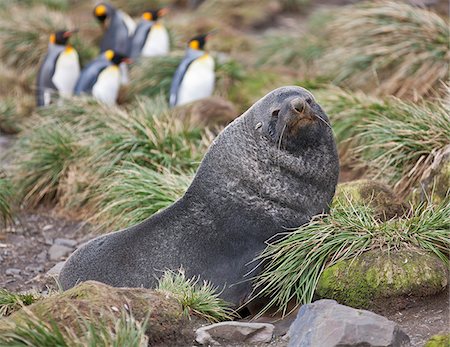 A fur seal in tussock grass at Right Whale Bay near the northeast tip of South Georgia.  The concentrations of fur seals on South Georgia are the densest of any marine mammal in the world. King penguins are in the background. Fotografie stock - Rights-Managed, Codice: 862-05999076