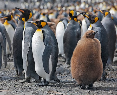 King penguins and an unfledged chick in down feathers at Right Whale Bay near the northeast tip of South Georgia. Stock Photo - Rights-Managed, Code: 862-05999077