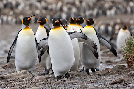 King penguins at Right Whale Bay near the northeast tip of South Georgia. Foto de stock - Con derechos protegidos, Código: 862-05999079