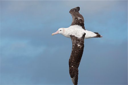 south sandwich islands - A Wandering Albatross in flight off Shag Rocks.  These albatrosses have the largest wingspan of any living bird in the world, averaging between 8 feet and 11.5 feet Fotografie stock - Rights-Managed, Codice: 862-05999071