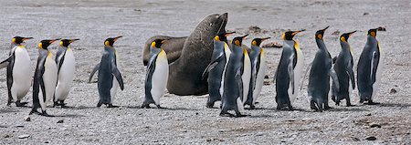 King penguins walk in line straight past a fur seal at Right Whale Bay near the northeast tip of South Georgia. Fotografie stock - Rights-Managed, Codice: 862-05999084