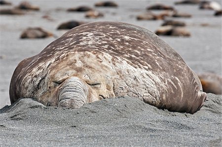 simsearch:862-05999123,k - A male southern elephant seal sleeping on the beach at Right Whale Bay near the northeast tip of South Georgia.  They are the largest seals in the world; males can weigh up to four tons. Stock Photo - Rights-Managed, Code: 862-05999085