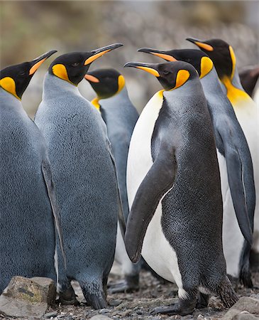 south sandwich islands - King penguins at Right Whale Bay near the northeast tip of South Georgia. Fotografie stock - Rights-Managed, Codice: 862-05999080