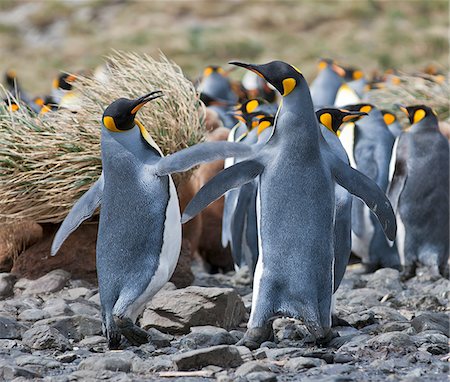 south georgia island - King penguins at Right Whale Bay near the northeast tip of South Georgia. Stock Photo - Rights-Managed, Code: 862-05999081