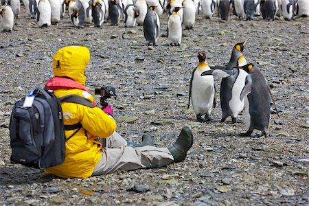 penguin - A visitor photographing King penguins at Right Whale Bay near the northeast tip of South Georgia. Stock Photo - Rights-Managed, Code: 862-05999083