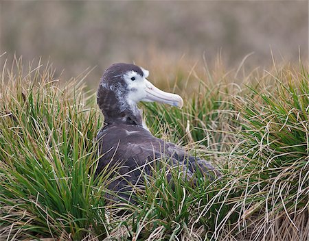 south sandwich islands - A juvenile wandering Albatross on Prion Island. The parents feed the single chick for up to ten months. They will breed every two years. Fotografie stock - Rights-Managed, Codice: 862-05999094