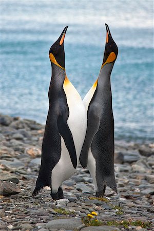 Zwei King Pinguine aufrufen in Grytviken, Südgeorgien s längste Walfangstation ausgeführt war, Betrieb von 1904 bis 1965 geschlossen. Es ist jetzt der Sitz der Verwaltung von Süd-Georgien. Stockbilder - Lizenzpflichtiges, Bildnummer: 862-05999113