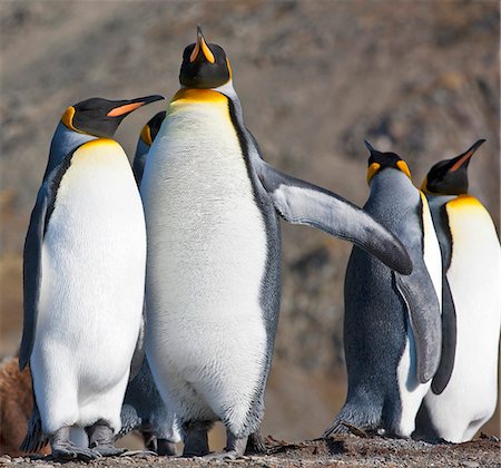 King Penguins at Gold Harbour which is a magnificent amphitheatre of glaciers and snow- covered peaks with around 25,000 breeding pairs of these most attractive penguins. Fotografie stock - Rights-Managed, Codice: 862-05999128