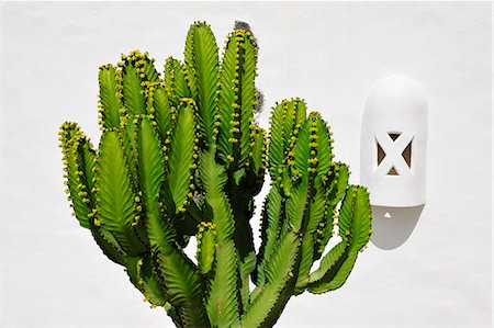 Cactus. Lanzarote, îles Canaries Photographie de stock - Rights-Managed, Code: 862-05999236