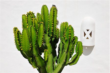 simsearch:6102-08566501,k - Cactus. Lanzarote, Canary Islands Stock Photo - Rights-Managed, Code: 862-05999236