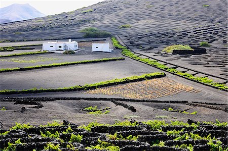 simsearch:862-05999291,k - Traditional vineyards in La Geria where the wines are produced in a volcanic ash soil. Lanzarote, Canary islands Foto de stock - Con derechos protegidos, Código: 862-05999240